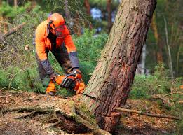 How Our Tree Care Process Works  in  Cudahy, WI