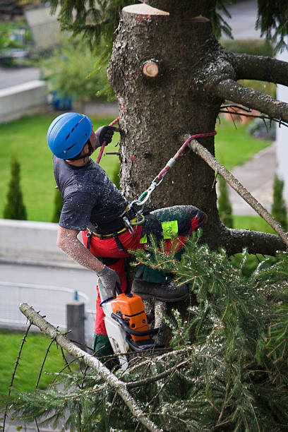 Seasonal Cleanup (Spring/Fall) in Cudahy, WI